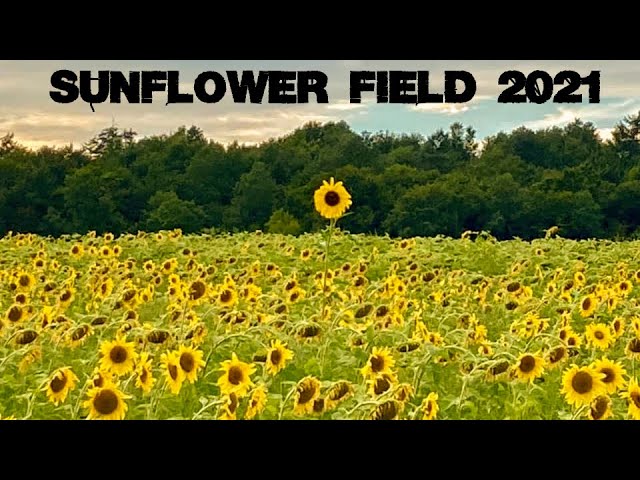 20210815 Sunflower Field