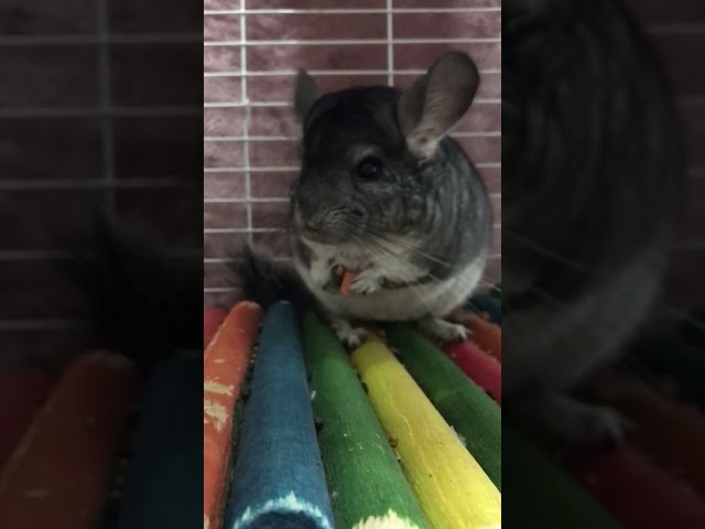 Chinchilla (Silver) is eating a carrot