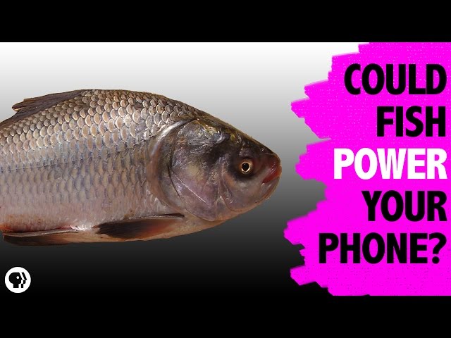 Electronics Powered by Fish Scales
