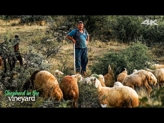 shepherd in Anatolian vineyard | Documentary