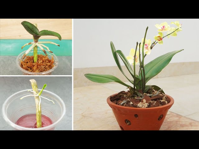 Eat this and the orchid will grow new roots and bloom forever!
