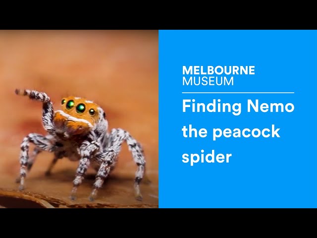 Finding Nemo the peacock spider