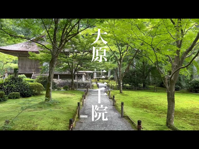京都大原 新緑の三千院と紫陽花を散策 Walking around Sanzen-in Temple 【4K】2022年6月24日