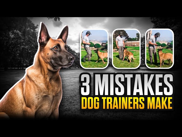3 MISTAKES Dog Trainers Make and How to AVOID Them:   #1 Stay to Recall - Dog Training Videos