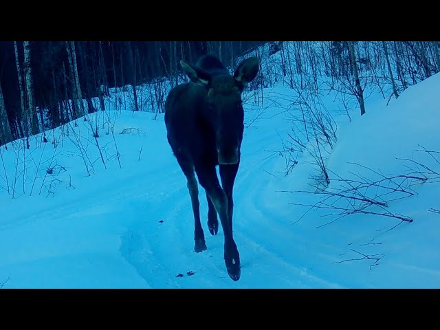Alaska Cam Fox, Moose, Rabbits March 15, 2024