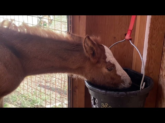Did I spell her name correctly? #feralfoalfound