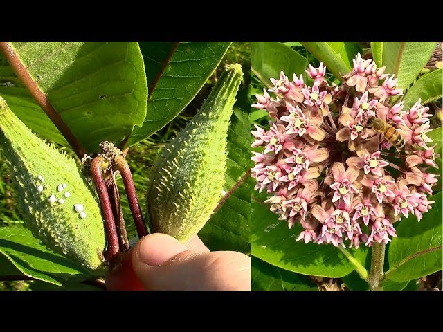 Wild Food Foraging- Common Milkweed