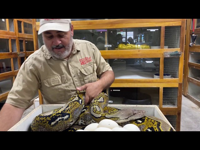 HUGE Reticulated Python Clutch!!