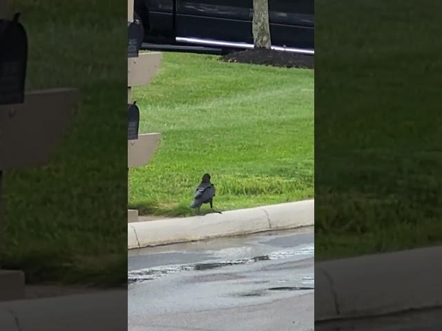 A Lone Crow Takes A Walk After The Storm