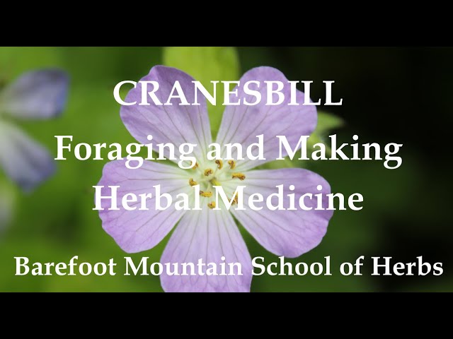 Cranesbill - How to Forage and Make Herbal Medicine