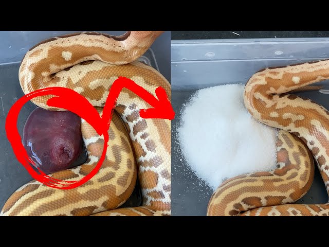 Snake Prolapse FIX - Save your snakes life with SUGAR