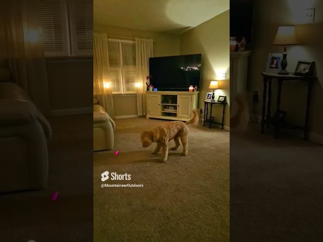 Golden Doodle Chases Cat Laser Toy