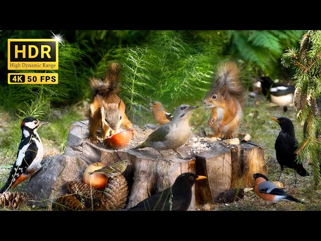 Cat TV: Birds and Squirrels Having Fun in the Magical Forest (10 hours Cat & Dog TV) 4K HDR NO ADS