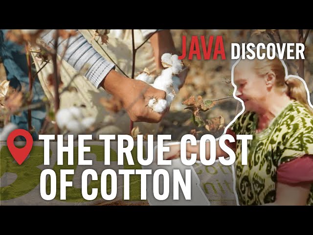 Cotton Industry Secrets: How the 'Ethical' Cotton Industry is a Barbaric Cash Crop | Documentary