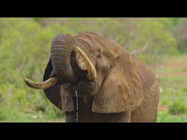 Amazing Animals - African Wildlife
