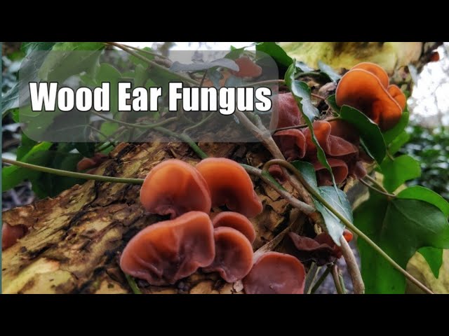 Wood Ear Fungus, how to ID and use