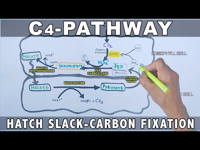 C4 Pathway Carbon Fixation