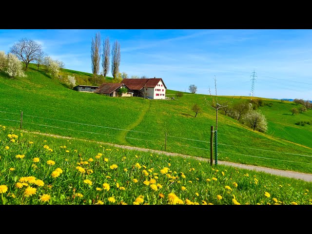 Heavenly Switzerland _ Peaceful Spring Walk In Swiss Village Frick , Jurapark 🌸