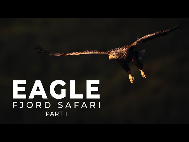 Eagle Fjord Safari Among the Islands of Flatanger | Bird Photography | BioFoto Part 1/2