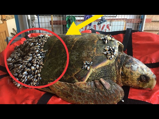 When Fisher men Saw Turtle Floating In The Water, They Realized He Desperately Needed Help