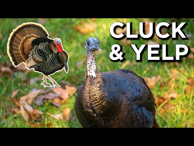 The 2 MAIN Turkey Calls You Should Know! | Turkey Calling Tips