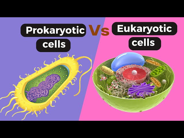 Prokaryotic cell  Vs Eukaryotic cells|| Difference between prokaryotic and eukaryotic cell
