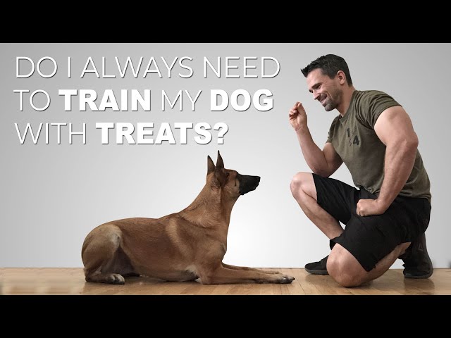 Do I always need to train my dog with treats? Episode 5