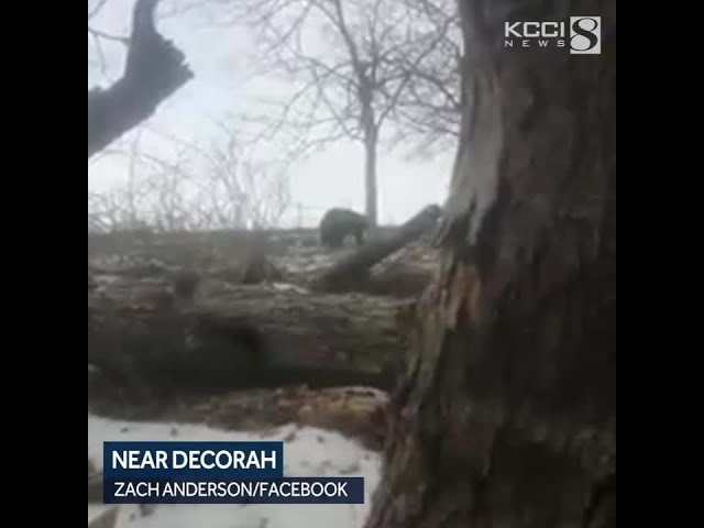 Video captures rare sighting of black bear in northeast Iowa