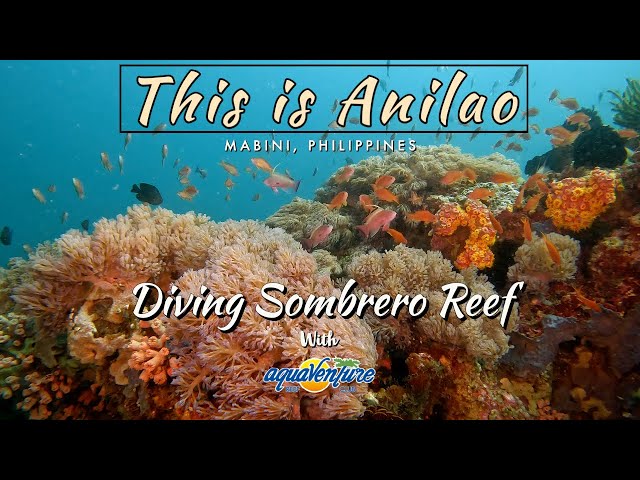 This is Anilao : Diving Sombrero Island Reef