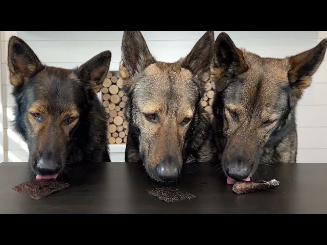 Three German Shepherds Try Different Foods
