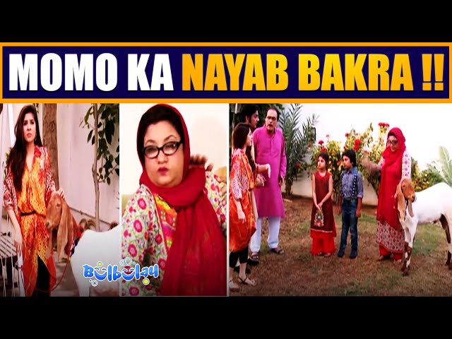 Momo Ne Khareed Liya Nayab Bakra 🤭😳 Mehmood Sahab | Bulbulay