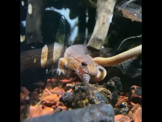 Salamander Feeding Time - Spring Salamander eats a worm