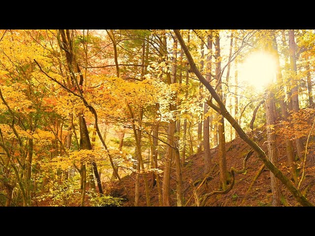 3HRS of Relaxing Birdsongs in a Golden Fall Forest | Forest ASMR | Study with Nature
