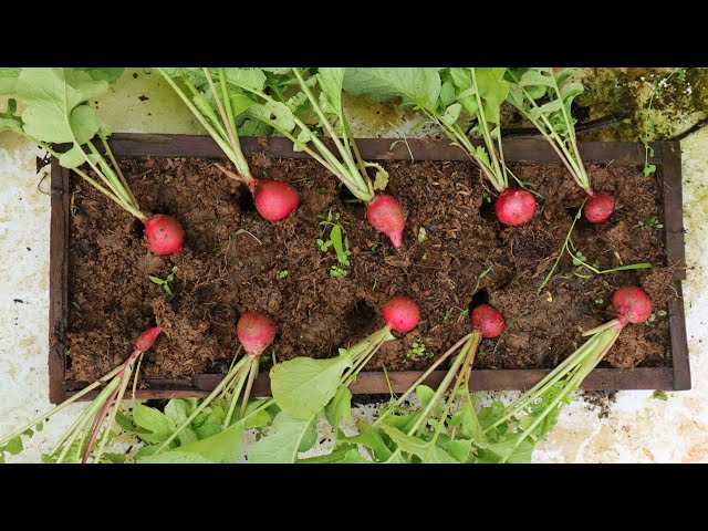 Growing Baby Red Radish From Seeds At Home