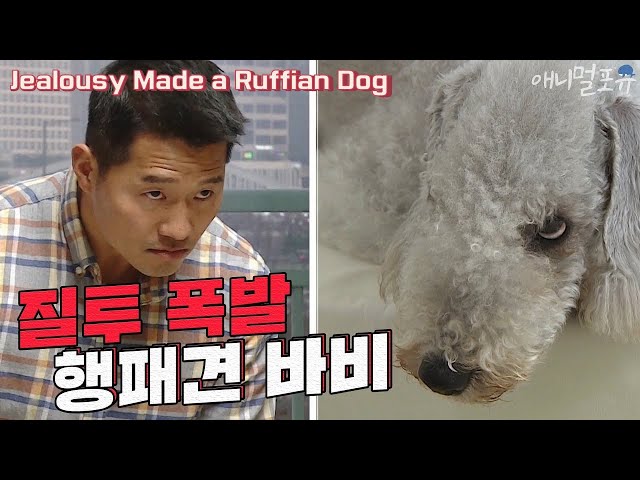 Jealousy Made a Ruffian Dog [Dogs Are Incredible]