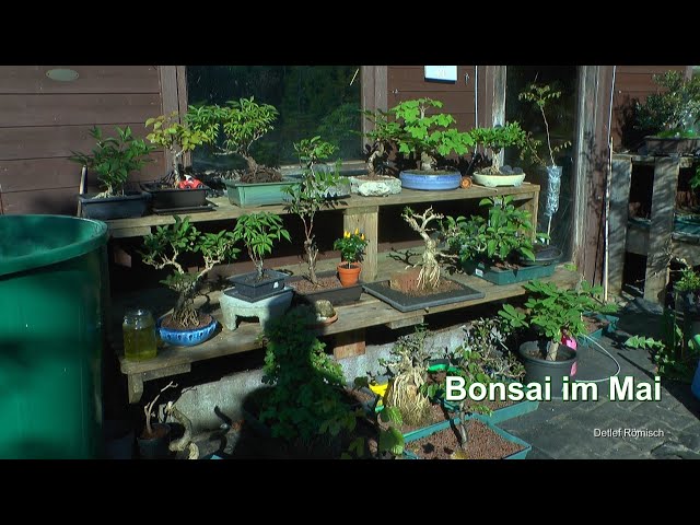 Bonsai und Schnecken weg bekommen. Nicht alltägliches im Bonsai Quartier mit kleinen Bäumen