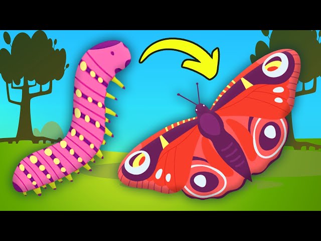 How a Caterpillar Becomes a Butterfly! (Butterfly Metamorphosis)