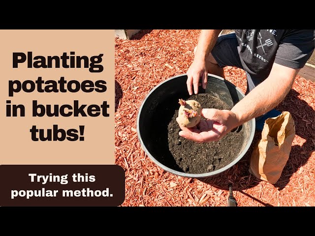 Planting Potatoes In Buckets Or Tubs!