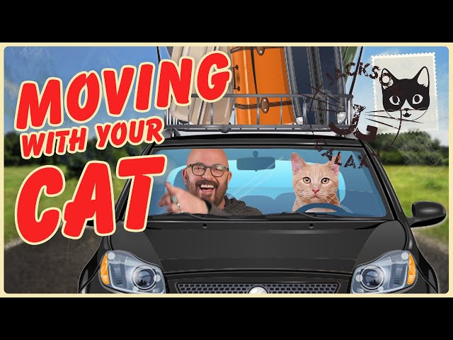 Moving Long or Short Distance with a Cat!