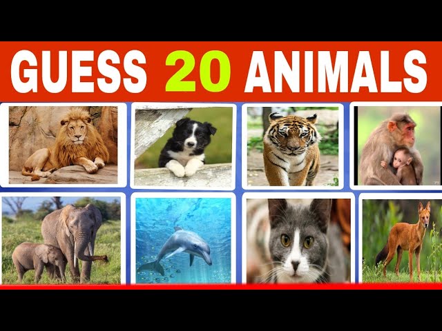 The Ultimate Challenge: Identify 20 animals in 5 sec
