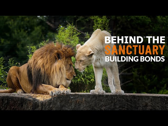 Building Bonds! | Behind The Sanctuary