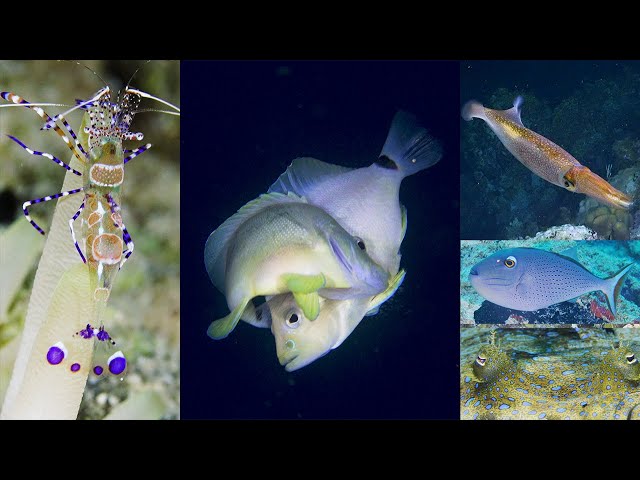 Bonaire Reef ID and Behavior ep. 37 | A Diver's Life