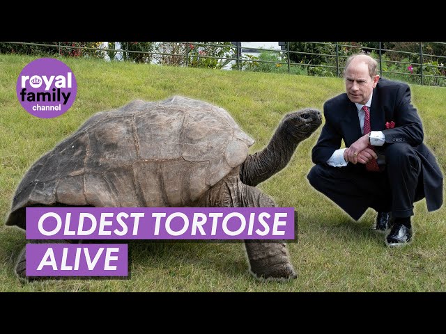 Prince Edward Comes Face to Face With Oldest Tortoise