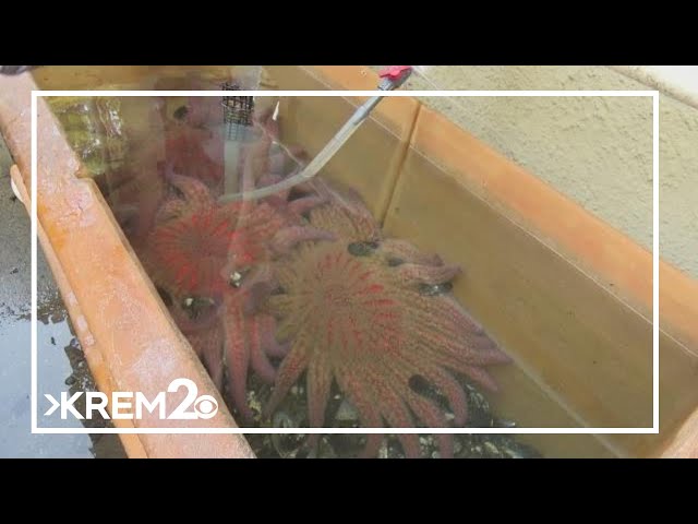UW researchers hoping to save a sea star population nearly wiped out 10 years ago