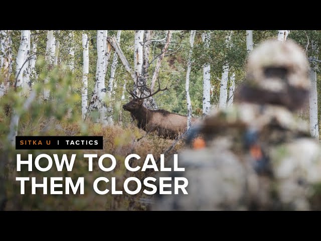 Simple Elk Call Techniques for the Last Few Yards