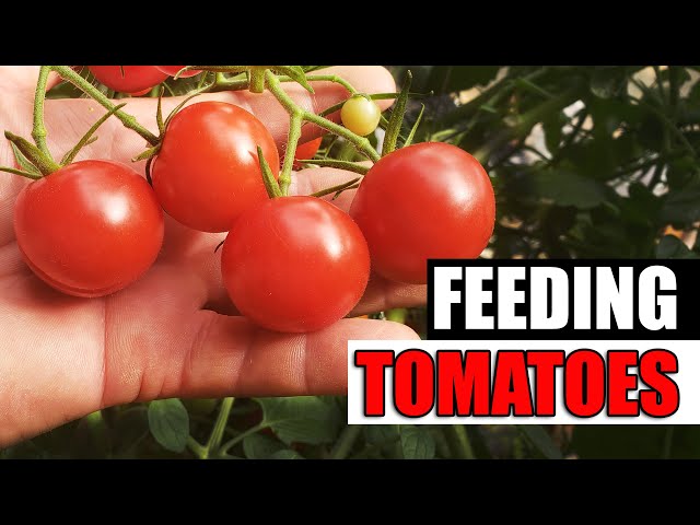 Easy Guide To Fertilizing Tomatoes - Garden Quickie Episode 146