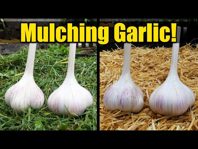 7 Reasons To Mulch Your Garlic