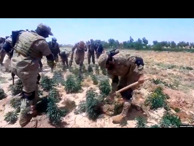 Marijuana And Opium Crops Destroyed After Afghan Taliban Leader's Edict