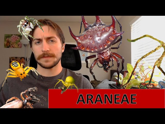 Araneae: The Spiders - Order Spotlight