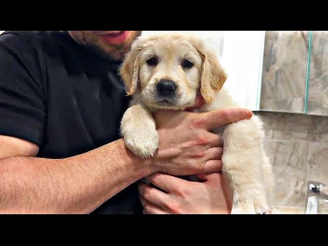 Does This Golden Puppy Like Being Washed ? #asmr
